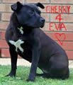 DDDawgs Cherry Cola